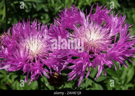 Stokesia laevis Stokes aster Purple Garten Blumen Stockfoto