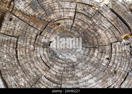 Pine Tree Trunk ringe Muster mit Rissen und holzwurm Löcher Stockfoto