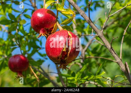 Öffnen Granatapfel Obst hängen am Baum reifen Stockfoto