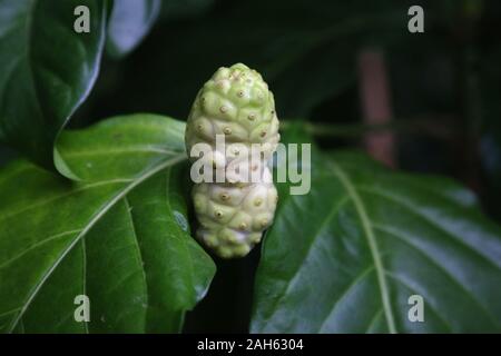 Krakau. Krakau. Polen. Botanische Gärten der Jagiellonen Universität. Indische Maulbeere (Baum) Noni (Morinda citrifolia) Frucht. Stockfoto