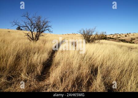 Schmierspuren auf einer Schotterstraße im Grasland entlang Gardner Canyon Road, nördlich von Sonoita, Arizona, USA. Stockfoto