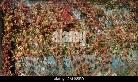 Rote Blätter auf die graue Wand. Herbst Textur. Stockfoto