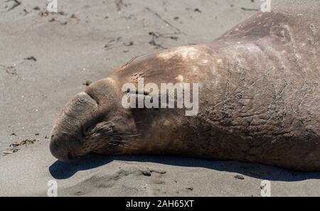 Elephant seal Schlafen am Strand von Piedras Blancas, Central Coast, Kalifornien Stockfoto