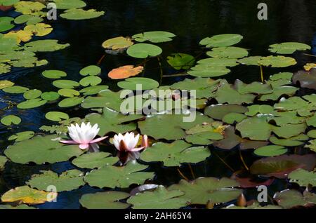 Wasser Lely im Wasser mit einem schönen Blüte Blume Stockfoto
