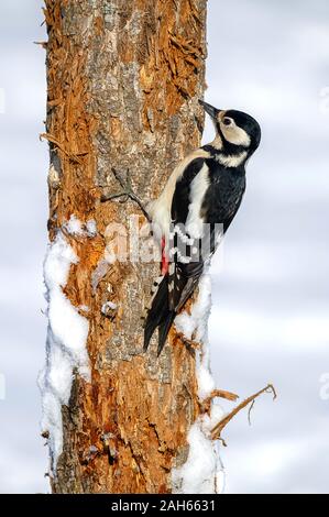 Großer Buntspecht, Dendrocopos major) Weibchen (Buntspecht, weiblich • Baden-Württemberg, Deutschland Stockfoto