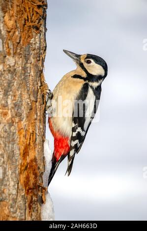 Großer Buntspecht, Dendrocopos major) Weibchen (Buntspecht, weiblich • Baden-Württemberg, Deutschland Stockfoto