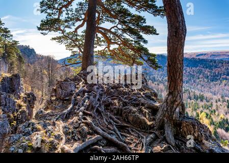 Pictiresque Landschaft der späten Herbst im Nordkaukasus. Bäume wachsen auf den Felsen und Wald im Hintergrund Stockfoto