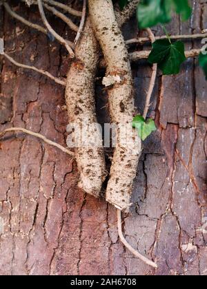In der Nähe der Wurzeln hängen an einem Baum Rinde Stockfoto