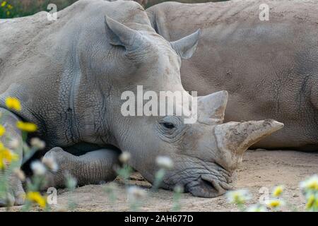 Weiße Nashörner (Rhinocerotidae)) Nahaufnahme, auf dem Boden Stockfoto