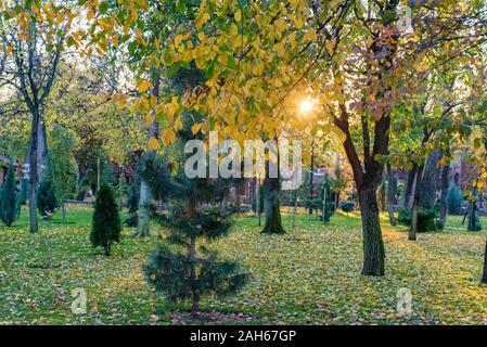 Herbst park Vegetation zu schließen. Verschiedene grüne Bäume und Sonnenuntergang im Hintergrund Stockfoto