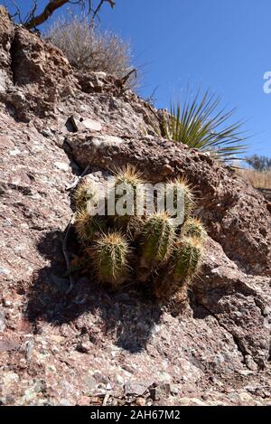 Coronado National Memorial, Hereford, Arizona, USA. Ein Igel Kaktus wächst aus einer Felsspalte in einem Felsen entlang der Arizona Trail. Stockfoto