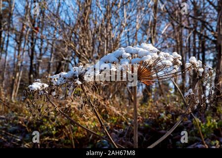 In der Nähe von Heracleum Anlage im Schnee mit hellen Herbst Natur im Hintergrund Stockfoto