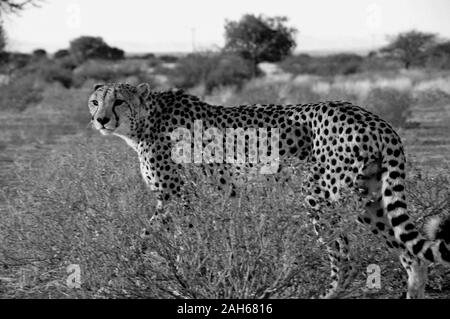 Eine Jeetha im namibischen Kalahari, wo ein Drittel der Weltbevölkerung lebt. Stockfoto