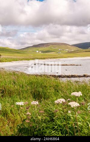 Der Strand und die Bucht im Sand an der Spitze des Sandes Voe in West Festland, Shetland. Stockfoto