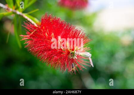 '(Callistemon Callistemon, bottlebrushes) Blume Nahaufnahme Stockfoto