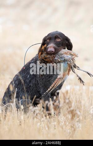 Ein Drahthaar-Jagdhund mit einem Hahn Pheasant in North Dakota Stockfoto