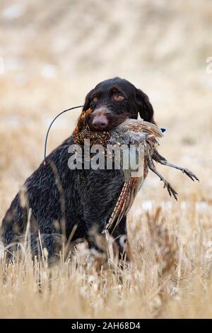 Ein Drahthaar-Jagdhund mit einem Hahn Pheasant in North Dakota Stockfoto