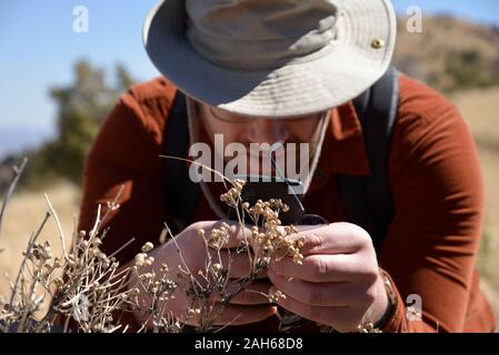 Mithilfe der iNaturalist app Pflanzen an der Grenze BioBlitz, Coronado National Memorial, Hereford, Arizona, USA zu identifizieren. Stockfoto