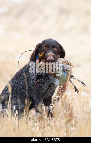 Ein Drahthaar-Jagdhund mit einem Hahn Pheasant in North Dakota Stockfoto