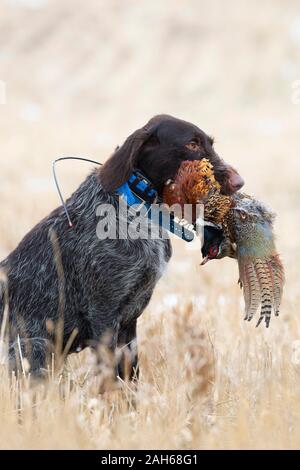 Ein Drahthaar-Jagdhund mit einem Hahn Pheasant in North Dakota Stockfoto