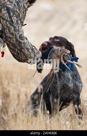 Ein Drahthaar-Jagdhund mit einem Hahn Pheasant in North Dakota Stockfoto