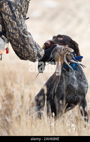 Ein Drahthaar-Jagdhund mit einem Hahn Pheasant in North Dakota Stockfoto