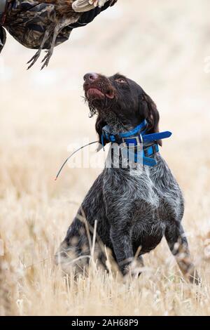 Ein Drahthaar-Jagdhund mit einem Hahn Pheasant in North Dakota Stockfoto