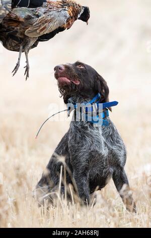 Ein Drahthaar-Jagdhund mit einem Hahn Pheasant in North Dakota Stockfoto