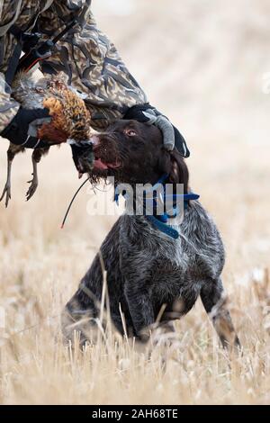 Ein Drahthaar-Jagdhund mit einem Hahn Pheasant in North Dakota Stockfoto