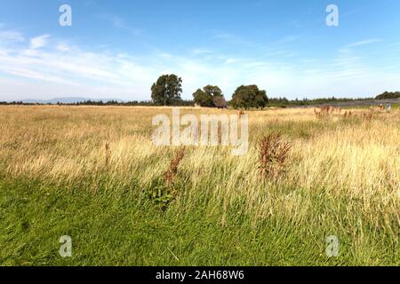 Culloden Moor, Standort der 1746 Schlacht von Culloden Moor, in dem die britischen Truppen besiegt Bonnie Prince Charlie und die Highland Clans. Beachten Sie das Dock Stockfoto