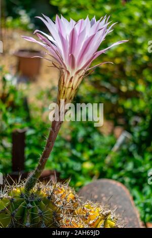 Ostern Lily Cactus Flower (Echinopsis oxygona) Stockfoto