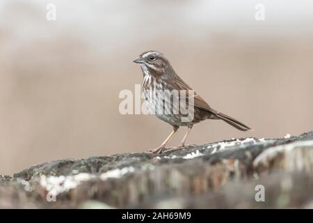 Song sparrow Vogel bei Delta BC Kanada Stockfoto