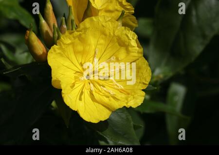 Oenothera fruticosa, der narrowleaf Nachtkerzenöl oder schmale-leaved Soul Fighters ist eine Pflanzenart aus der blühenden Pflanze in die nachtkerze Familie. Stockfoto