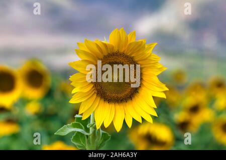 Single Sonnenblume in einem Feld mit Sonnenblumen Stockfoto