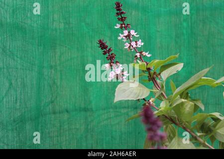 Sweet Basil, Niazbo, Tulsi Grow in the Home Garden kostenloses Bild Stock Stockfoto