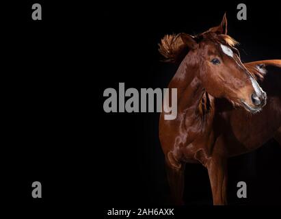Horse Portrait auf schwarzem Hintergrund Stockfoto