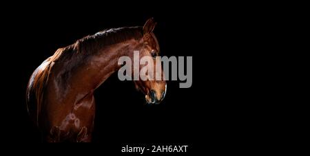 Horse Portrait auf schwarzem Hintergrund Stockfoto