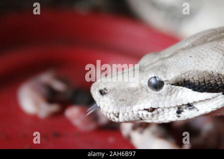 Boa Constrictor. Gemeinsame Boa Constrictor gefunden in ganz Mittelamerika und Costa Rica Stockfoto