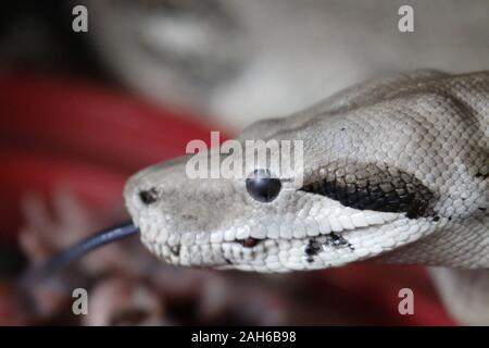 Boa Constrictor. Gemeinsame Boa Constrictor gefunden in ganz Mittelamerika und Costa Rica Stockfoto