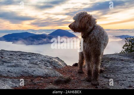 Hund Wandern in den Bergen Stockfoto