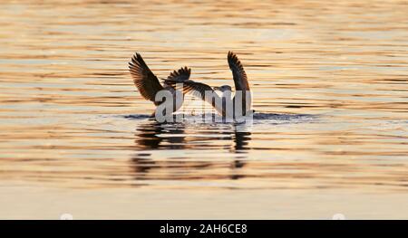 Möwen kämpfen um einen Fisch im Mittelmeer bei Sonnenuntergang. Stockfoto