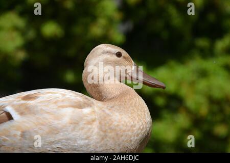 A close up of a very pretty golden duck. Soft yellow feathers, small head. Green background Stockfoto