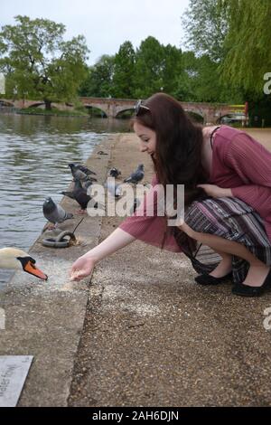 Eine langhaarige Brünette junge Dame, modisch gekleidet, feeds Brei Hafer zu einem Höckerschwan (Cygnus olor) am Flussufer. Tauben im Hintergrund Stockfoto