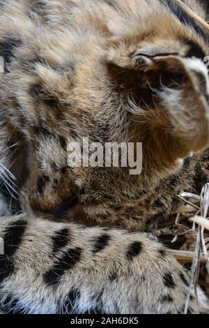 Eine Katze (ein serval - Leptailurus serval) schläft, seine haarigen Gesicht unter seinen gesprenkelt, spotty Paw ausgeblendet Stockfoto