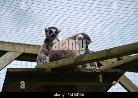 Ein paar Ring Tailed Lemurs (Lemur catta) sitzen zusammen auf einer Plattform aus Holzbalken. Man ist selbstlos; der andere hat seinen Arm um seine Stockfoto