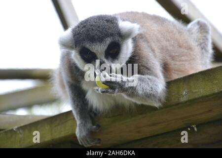 Ein Ring Tailed Lemur (Lemur catta) lehnt sich von einer Plattform aus Holzbalken und isst eine grüne (weiß) Traube, it Holding in seinen Fingern und lookin Stockfoto