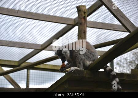 Seitenansicht des Ring Tailed Lemur (Lemur catta) das Essen von Früchten, während in einem Käfig mit Klettern Balken Stockfoto