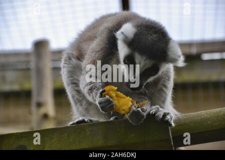 Ring Tailed Lemur (Lemur catta) halten ein Stück Mango, die er teilweise gegessen hat. Spitze seiner Zunge sichtbar, die die Frucht in der pfötchen Stockfoto