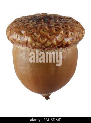 Acorn isoliert auf einem weißen Hintergrund, Nahaufnahme. Stockfoto