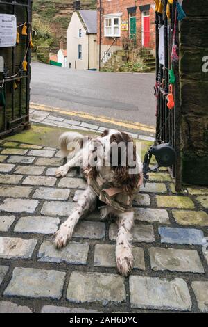 Haustier Hund draußen Captain Cook & Staithes Heritage Centre Stockfoto